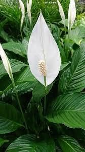 Spathiphyllum Flower seeds for Planting Cottage Garden Essential Heirloom & GMO Free Seeds for Home Garden
Sale for planting in home garden