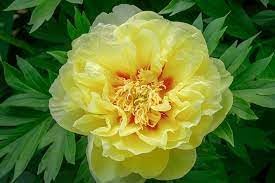 Bartzella Flower seeds for Planting - Hardy Variety, Heirloom & GMO Free Seeds for Home Garden
Sale for planting in home garden