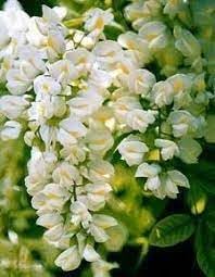 Pagoda Flower seeds for Planting - Cottage Garden Essential, Heirloom & GMO Free Seeds for Home Garden
Sale for planting in home garden.