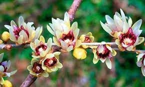 Chimonanthus Praecox Flower seeds for Planting Pollinator Friendly Heirloom & GMO Free Seeds for Home Garden
Sale for planting in home garden