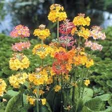 Primula (Primula Candelabra) seeds for planting in home garden