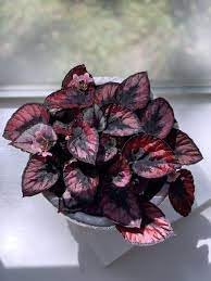 Fresh Coleus Flower seeds for Planting - Perfect for Borders, Heirloom & GMO Free Seeds for Home Garden
Sale seeds for planting in home garden