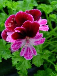 Pink Burgundy Geranium Flower seeds for Planting - Easy to Grow, Heirloom & GMO Free Seeds for Home Garden
Sale for planting in home garden