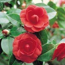 Camellia Japonica Flower seeds for Planting - Wildflower Mix, Heirloom & GMO Free Seeds for Home Garden
Sale for planting in home garden.