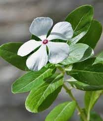 Madagascar Flower seeds for Planting Fragrant Blossoms Heirloom & GMO Free Seeds for Home Garden
Sale for planting in home garden