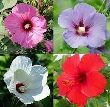 Heirloom Hibiscus Flower seeds for Planting Cut Flower Favorite Heirloom & GMO Free Seeds for Home Garden
Sale for planting in home garden