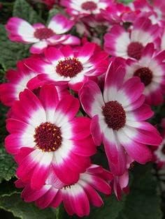 Pink White Cineraria Flower seeds for Planting - Compact Growth, Heirloom & GMO Free Seeds for Home Garden
Sale for planting in home garden