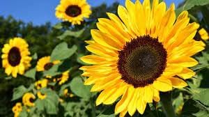 SunFlower seeds for Planting Cottage Garden Essential Heirloom & GMO Free Seeds for Home Garden
Sale for planting in home garden