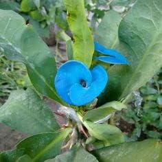 Blue Euphorbia Milii Flower seeds for Planting Colorful Display Heirloom & GMO Free Seeds for Home Garden
Sale seeds for home garden planting
