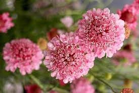 Pincushion Flower seeds for Planting Perfect for Borders Heirloom & GMO Free Seeds for Home Garden
Sale for planting in home garden