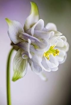 Aquilegia Flower seeds for Planting - Garden Favorite, Heirloom & GMO Free Seeds for Home Garden
Sale for planting in home garden