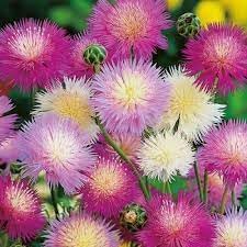 Heirloom Moschata Flower seeds for Planting Premium Quality Heirloom & GMO Free Seeds for Home Garden
Sale for planting in home garden