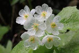 Skeleton Flower seeds for Planting - Wildflower Mix, Heirloom & GMO Free Seeds for Home Garden
Sale for planting in home garden