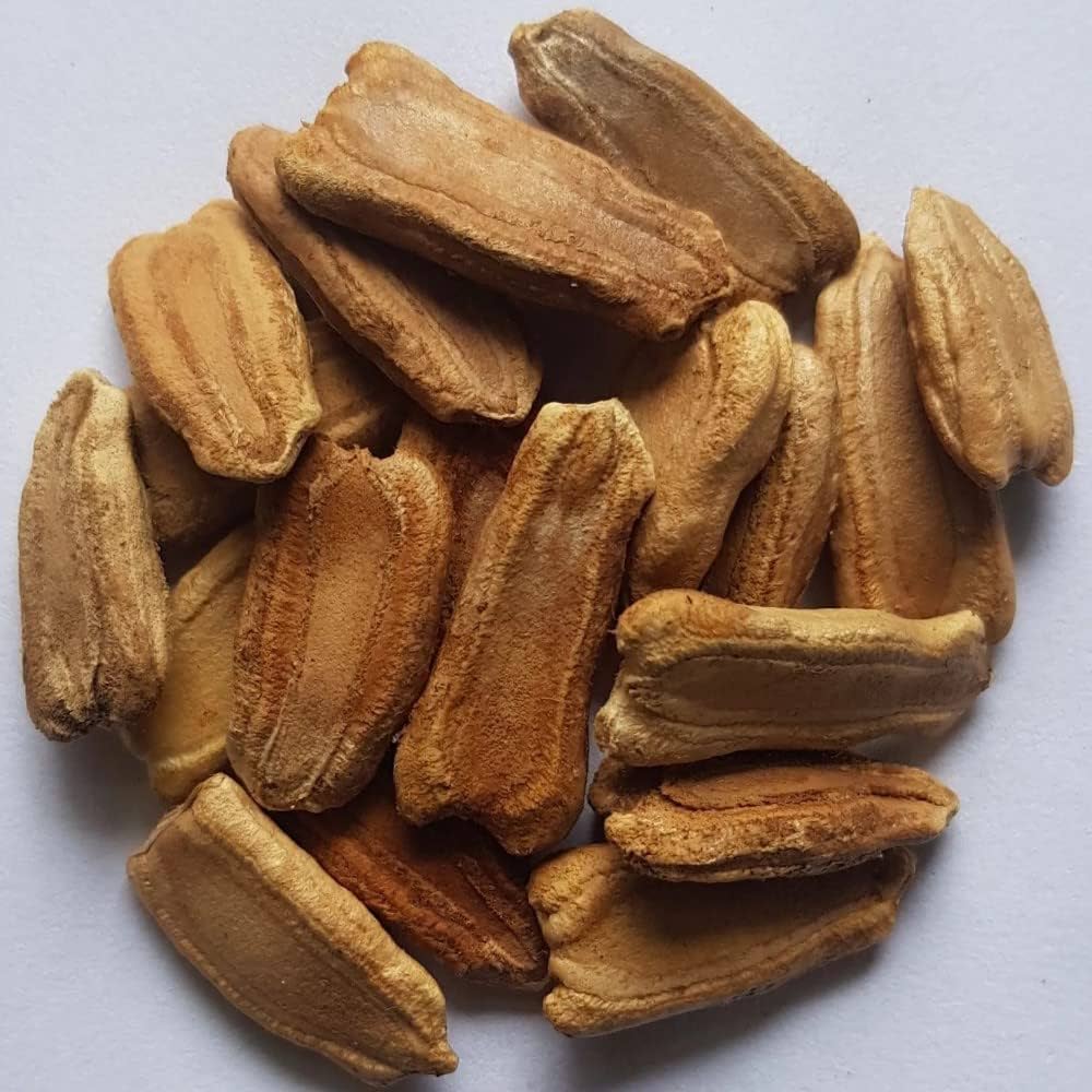 Semi di zucca per piantare