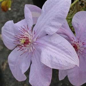 Clematis Montana Flower seeds for Planting - Easy to Grow, Heirloom & GMO Free Seeds for Home Garden
Sale seeds for planting in home garden