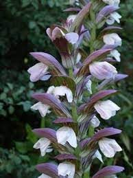 Acanthus Mollis Flower seeds for Planting Pollinator Friendly Heirloom & GMO Free Seeds for Home Garden
Sale for planting in home garden