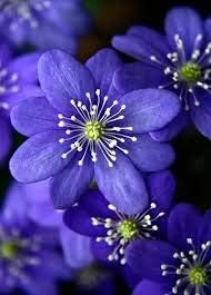 Blue Hepatica Flower seeds for Planting - Pollinator Friendly, Heirloom & GMO Free Seeds for Home Garden
Sale for planting in home garden