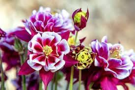 Winky Double Flower seeds for Planting Hardy Variety Heirloom & GMO Free Seeds for Home Garden
Sale for planting in home garden