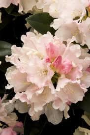 Heirloom Rhododendron Flower seeds for Planting Cottage Garden Essential Heirloom & GMO Free Seeds for Home Garden
Sale for planting in home garden