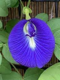 Fresh Clitoria Flower seeds for Planting - Hardy Variety, Heirloom & GMO Free Seeds for Home Garden
Sale seeds for planting in home garden