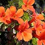 Orange Mimulus Flower seeds for Planting - Wildflower Mix, Heirloom & GMO Free Seeds for Home Garden
Sale for planting in home garden.