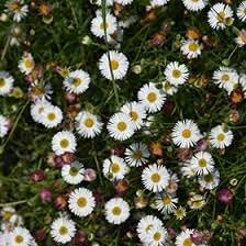 Erigeron Karvinskianus Flower seeds for Planting - Fragrant Blossoms, Heirloom & GMO Free Seeds for Home Garden
Sale for planting in home garden.