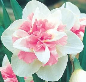 Narcissus Flower seeds for Planting - Cut Flower Favorite, Heirloom & GMO Free Seeds for Home Garden
Sale for planting in home garden.