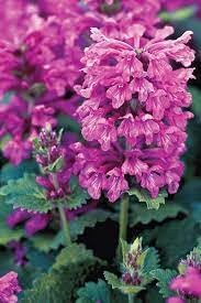 Stachys Flower seeds for Planting Vibrant Colors Heirloom & GMO Free Seeds for Home Garden
Sale for planting in home garden