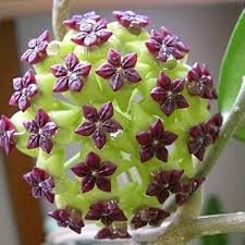 Carnosa Flower seeds for Planting Low Maintenance Heirloom & GMO Free Seeds for Home Garden
Sale seeds for home garden planting