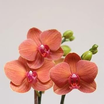 Peach Phalaenopsis Orchid Flower seeds for Planting - Perfect for Borders, Heirloom & GMO Free Seeds for Home Garden
Sale for planting in home garden.