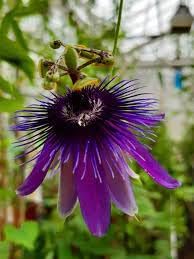 Passiflora Flower seeds for Planting Hardy Variety Heirloom & GMO Free Seeds for Home Garden
Sale for planting in home garden