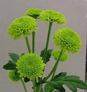 Green Chrysanthemum Flower seeds for Planting - Drought Tolerant, Heirloom & GMO Free Seeds for Home Garden
Sale for planting in home garden.