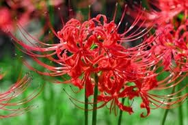 Lycoris Flower seeds for Planting - Compact Growth, Heirloom & GMO Free Seeds for Home Garden
Sale for planting in home garden.