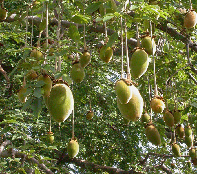 Graines de fruit de baobab Adansonia Digitata