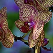 Orchid Cymbidium Flower seeds for Planting - Long Bloom Season, Heirloom & GMO Free Seeds for Home Garden
Sale seeds for planting in home garden