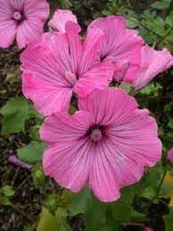 Heirloom Lavatera Flower seeds for Planting Pollinator Friendly Heirloom & GMO Free Seeds for Home Garden
Sale for planting in home garden
