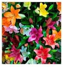 Lluvia Flower seeds for Planting - Cut Flower Favorite, Heirloom & GMO Free Seeds for Home Garden
Sale for planting in home garden.