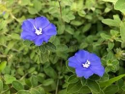 Clematis Climbing Flower seeds for Planting Vibrant Colors Heirloom & GMO Free Seeds for Home Garden
Sale for planting in home garden