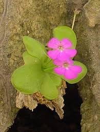 Moranensis Flower seeds for Planting Seasonal Bloomer Heirloom & GMO Free Seeds for Home Garden
Sale for planting in home garden