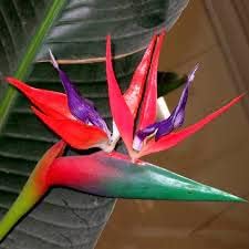 Violet Red Strelitzia Flower seeds for Planting - Low Maintenance, Heirloom & GMO Free Seeds for Home Garden
Sale for planting in home garden