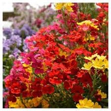 Heirloom Nemesia Carnival Mix Flower seeds for Planting Bright Blooms Heirloom & GMO Free Seeds for Home Garden
Sale for planting in home garden