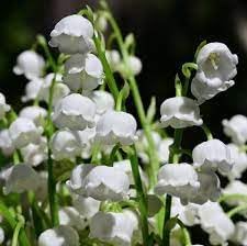 Heirloom Valley Flower seeds for Planting Drought Tolerant Heirloom & GMO Free Seeds for Home Garden
Sale for planting in home garden