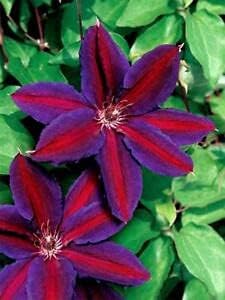 Clematis Red Purple Flower seeds for Planting - Cottage Garden Essential, Heirloom & GMO Free Seeds for Home Garden
Sale seeds for planting in home garden