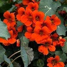Nasturtium Flower seeds for Planting Garden Favorite Heirloom & GMO Free Seeds for Home Garden
Sale for planting in home garden