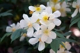 Brunonii Flower seeds for Planting Shade Tolerant Heirloom & GMO Free Seeds for Home Garden
Sale for planting in home garden
