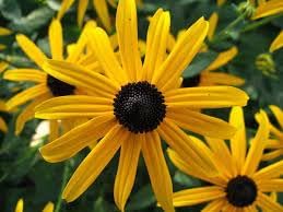 Fulgida Flower seeds for Planting Colorful Display Heirloom & GMO Free Seeds for Home Garden
Sale for planting in home garden