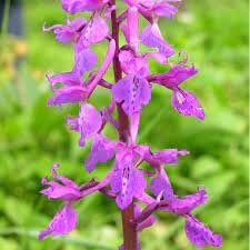Mascula Flower seeds for Planting - Garden Favorite, Heirloom & GMO Free Seeds for Home Garden
Sale for planting in home garden.