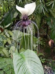 Tacca Nivea Bat Flower seeds for Planting Premium Quality Heirloom & GMO Free Seeds for Home Garden
Sale for planting in home garden