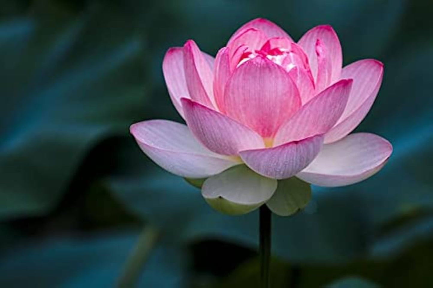 Pink Lotus Seeds (Sacred Pink Lotus) - Elegant Aquatic Flower for Garden Ponds