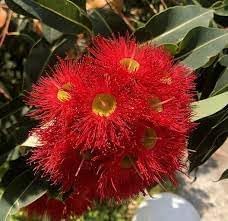 Heirloom Corymbia Ficifolia Flower seeds for Planting Garden Favorite Heirloom & GMO Free Seeds for Home Garden
Sale for planting in home garden